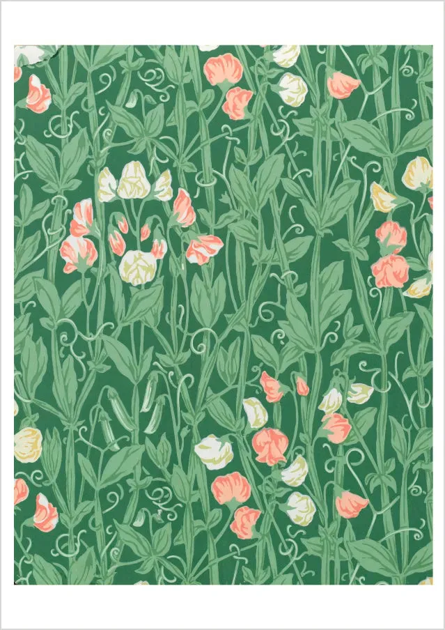 Pomegranate William Morris Sweetpea fødselsdagskort blomst