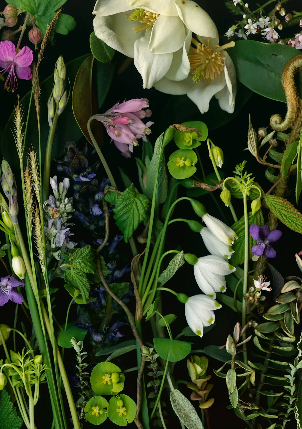 Pomegranate Deb Stoner Flora kortæske 20 blomster