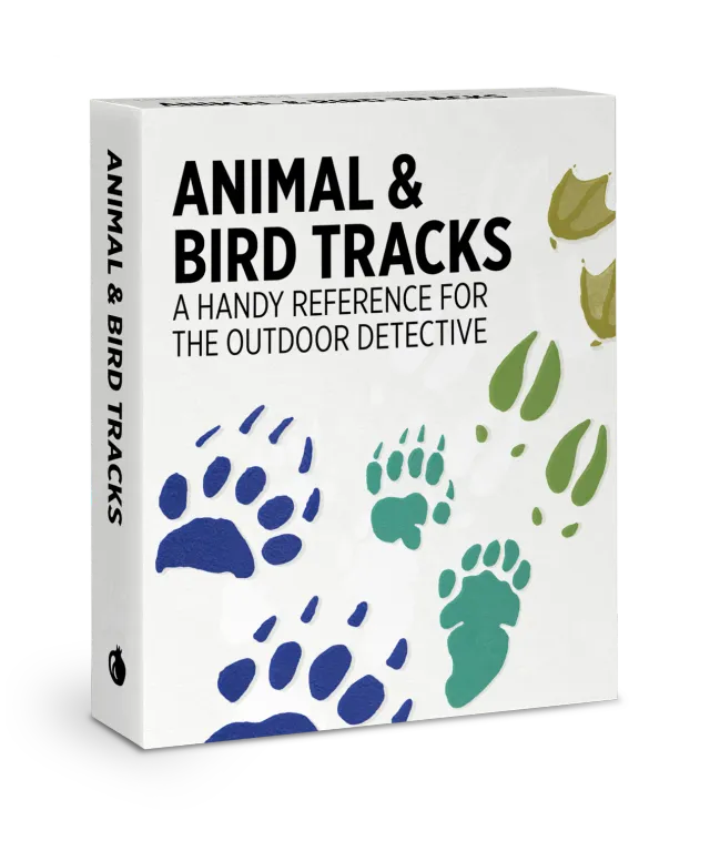Pomegranate Animal & Bird Tracks videnskort 48 stk dyrespor