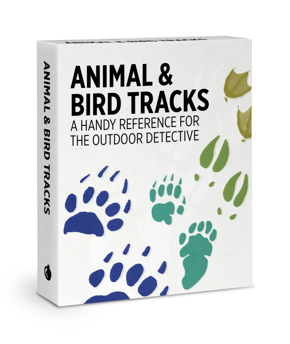 Pomegranate Animal & Bird Tracks videnskort 48 stk dyrespor