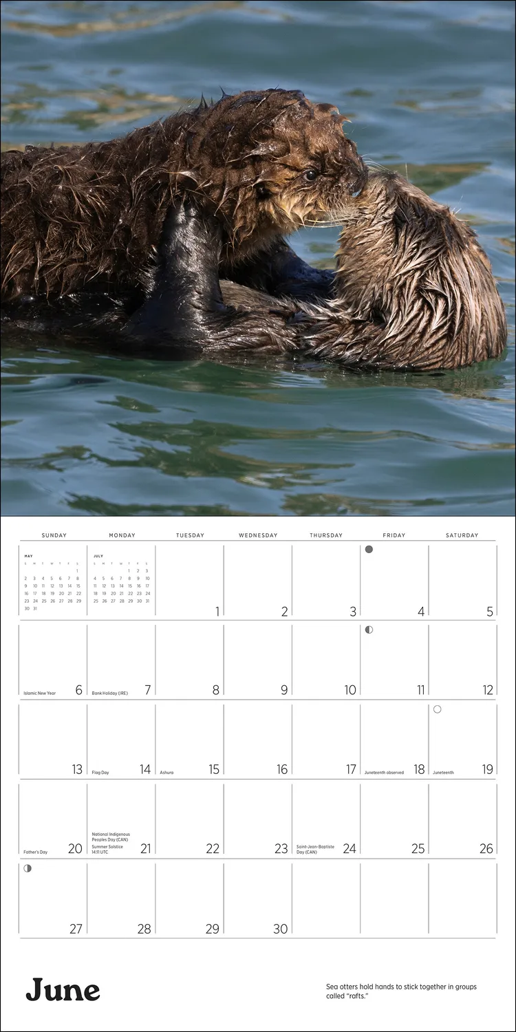 Pomegranate Sea Otters 2027 vægkalender havoddere
