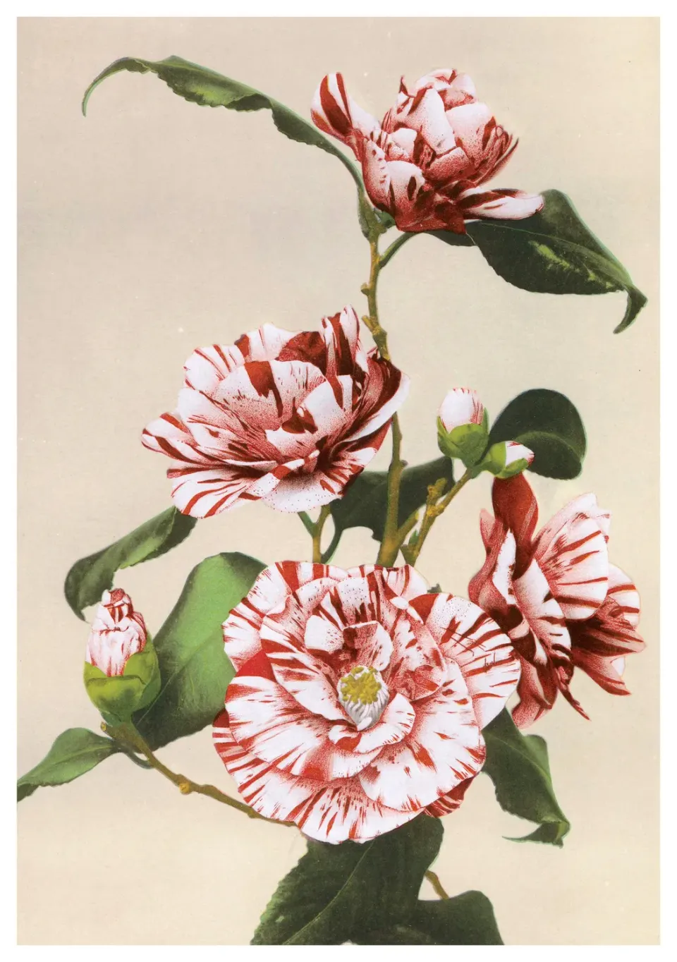 Pomegranate Striped Camellias fødselsdagskort Ogawa