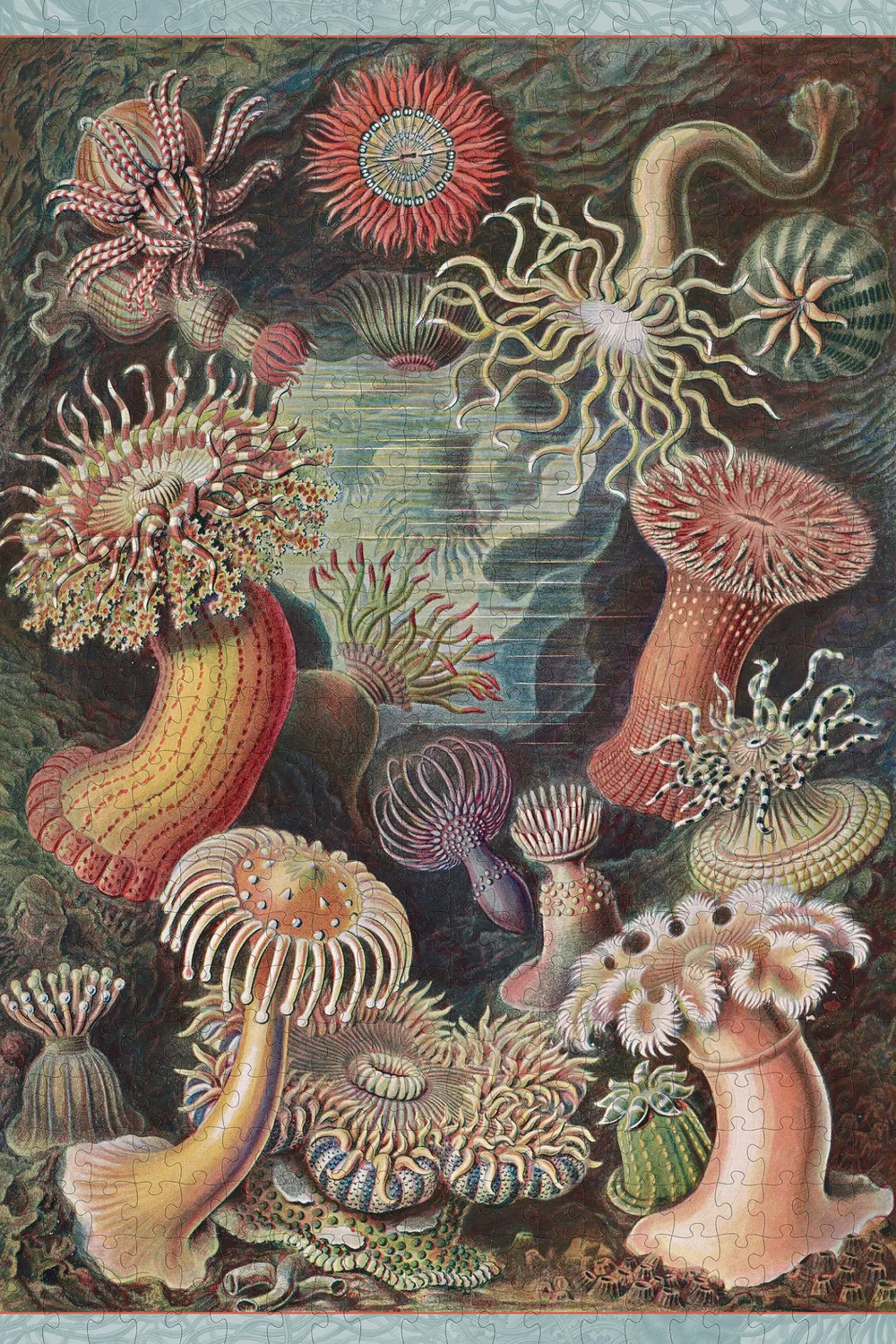 Pomegranate Ernst Haeckel Sea Anemones puslespil 500 brikker hav