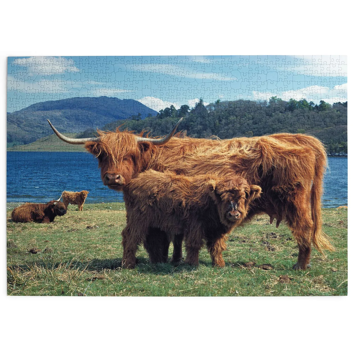 House of Puzzle Highlanders puslespil 1000 brikker Skotland
