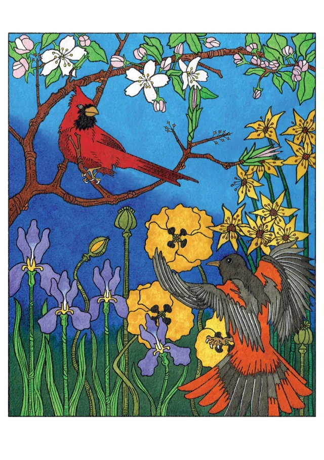 Pomegranate CJ Hurley Cardinal and Oriole fødselsdagskort