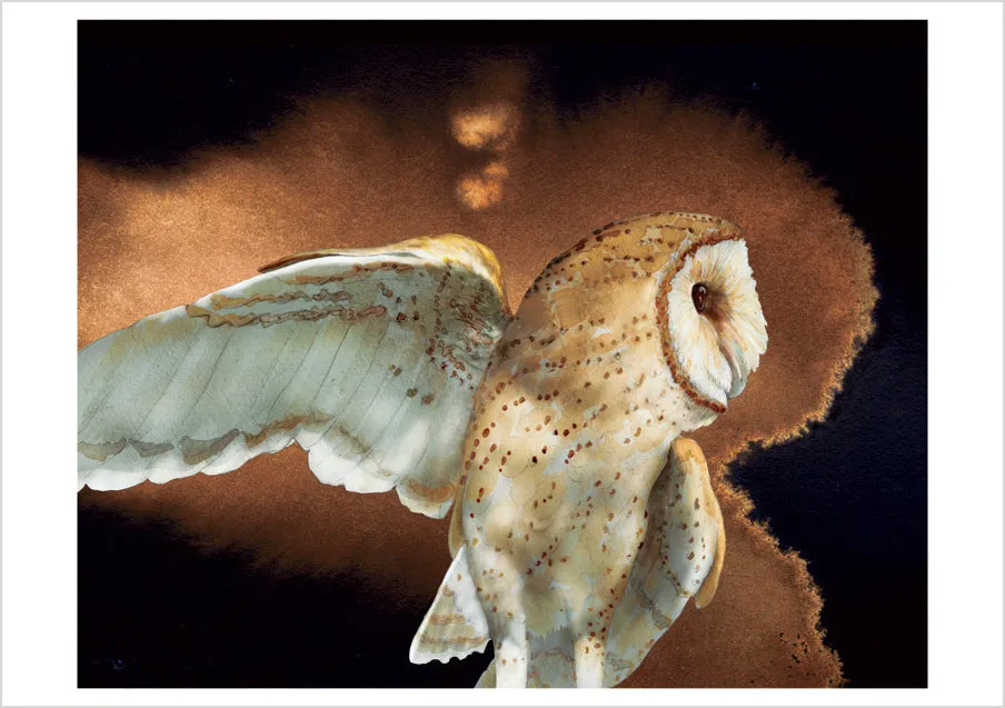 Pomegranate Barn Owls kortæske 20 brevkort uglemotiv