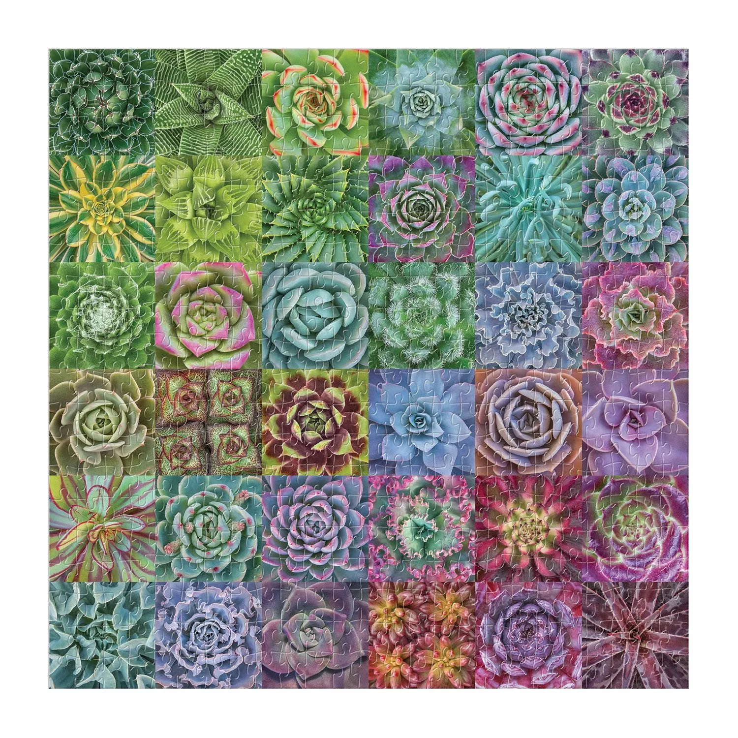 Galison Litten Succulent Spectrum 500 puslespil 500 brikker farver