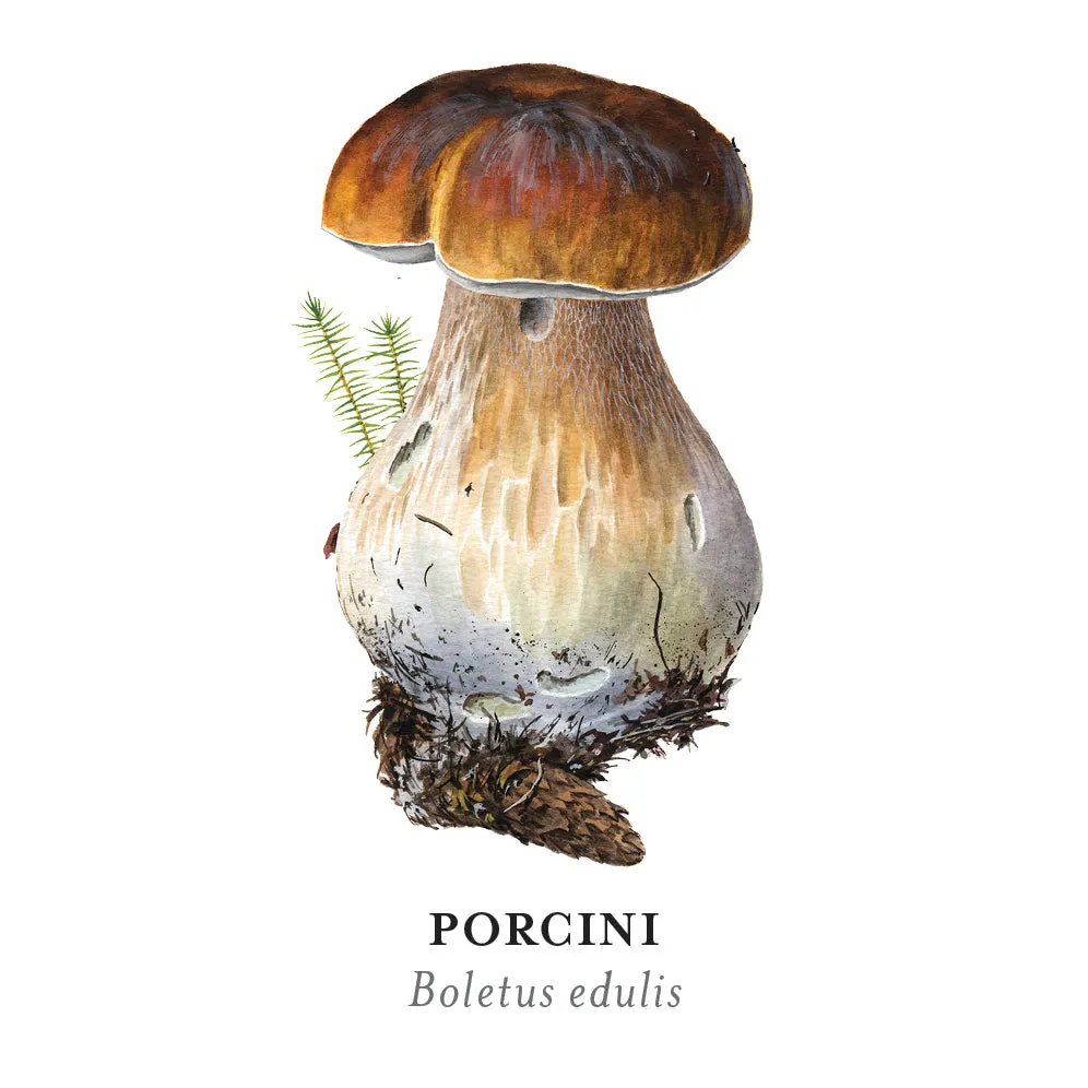 Pomegranate Mushrooms Viazmensky huskespil 36 par svampe