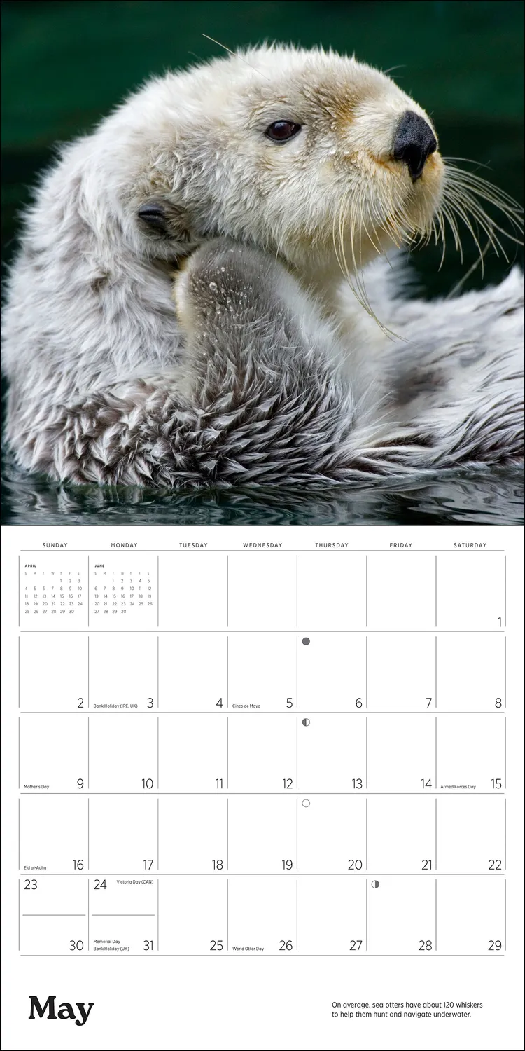 Pomegranate Sea Otters 2027 vægkalender havoddere