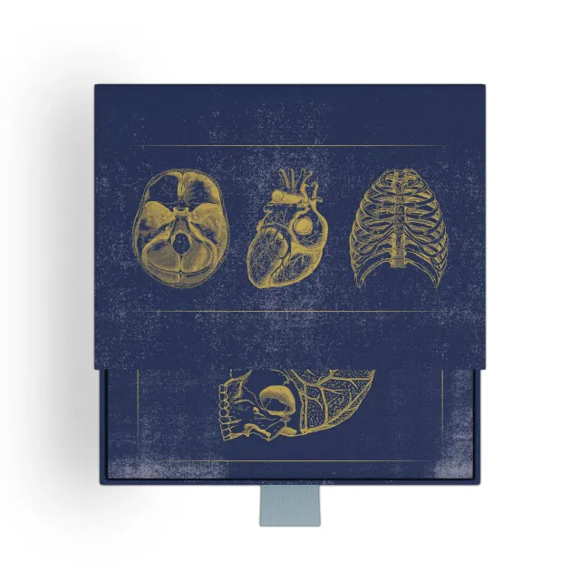 Pomegranate Vintage Anatomy kortæske anatomi
