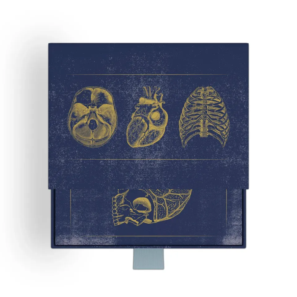 Pomegranate Vintage Anatomy kortæske anatomi