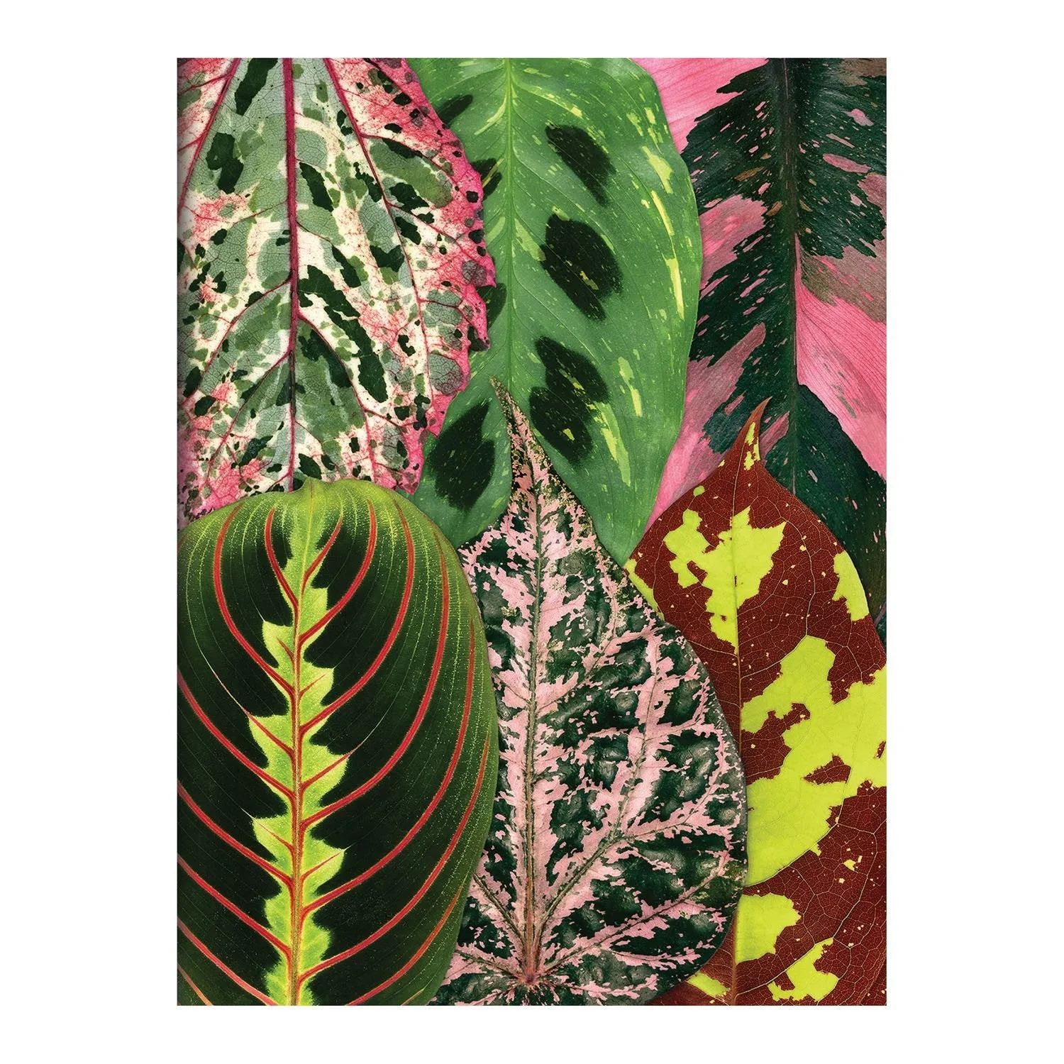Good Puzzle Co. Houseplant Jungle kortæske 16 kort planter