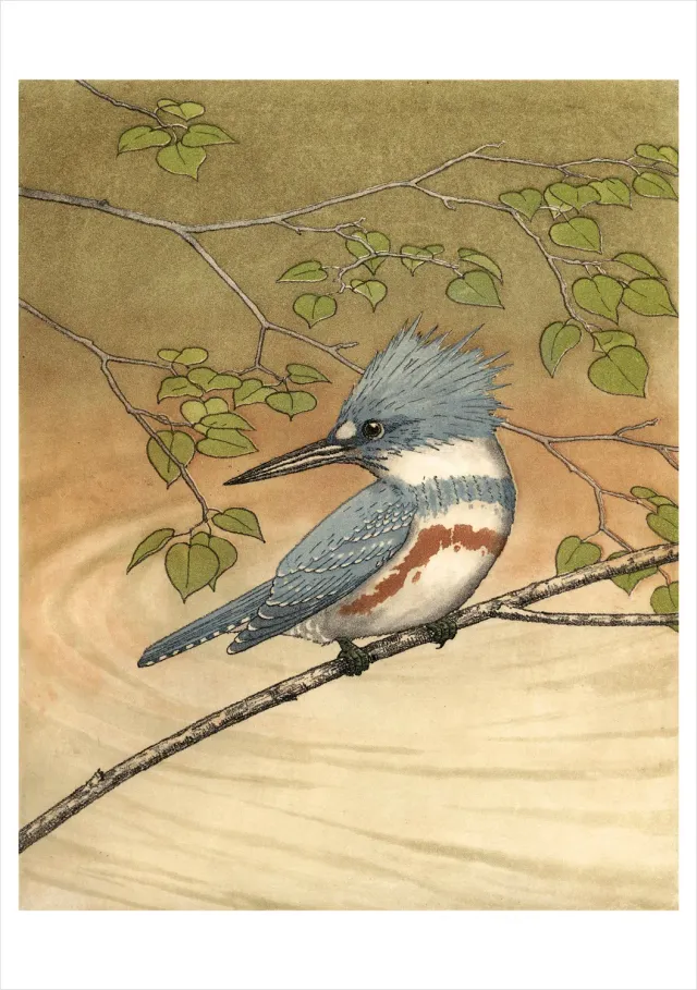 Pomegranate Maurice R. Bebb Belted Kingfisher fødselsdagskort