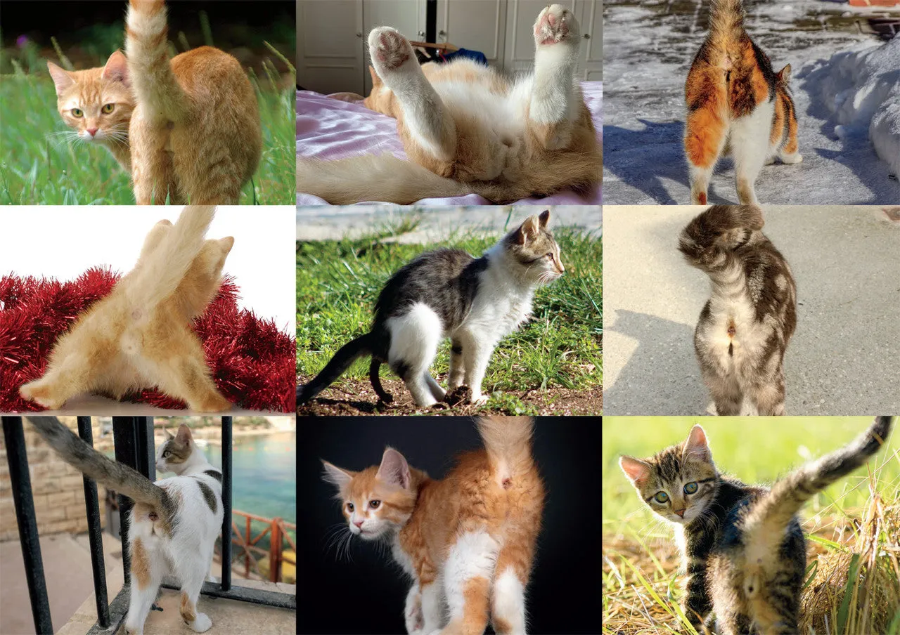 Buffalo Games Prank Puzzles Kitty Collage puslespil 500 brikker prank