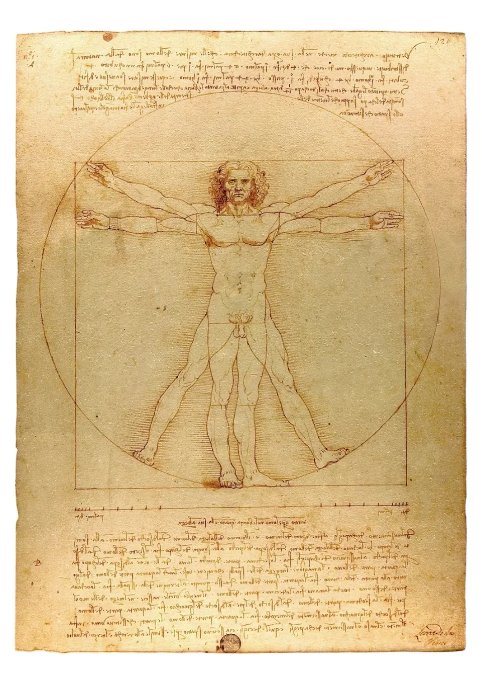 Pomegranate Leonardo da Vinci Vitruvian Man postkort historie