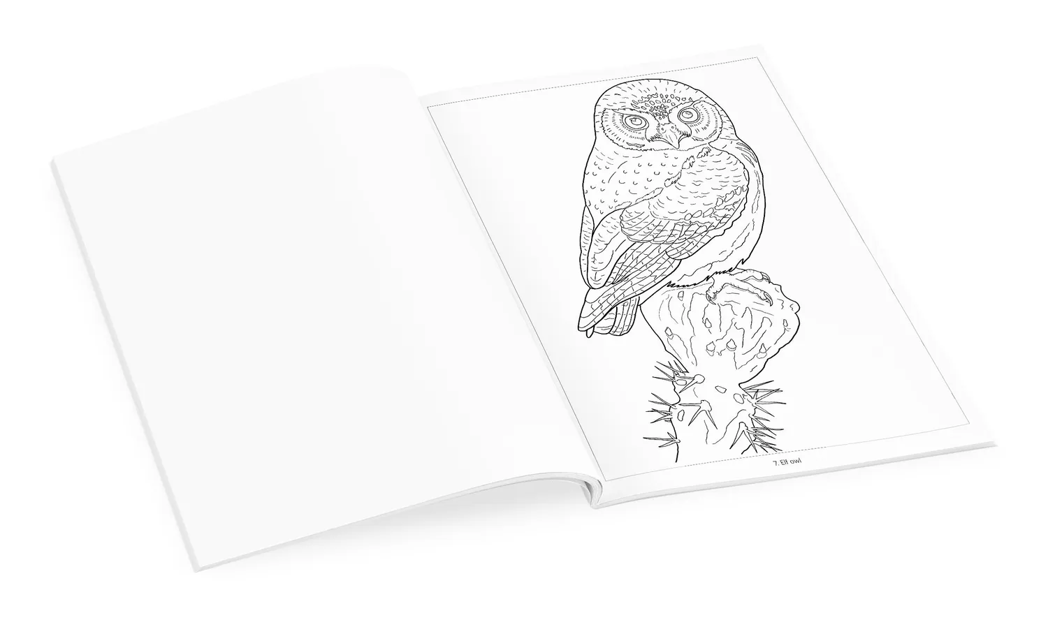 Pomegranate Owls malebog med ugler til voksne