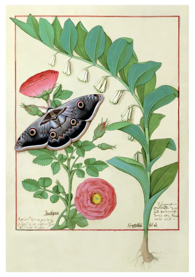 Pomegranate Robinet Testard Rose brevkort blomstermotiv