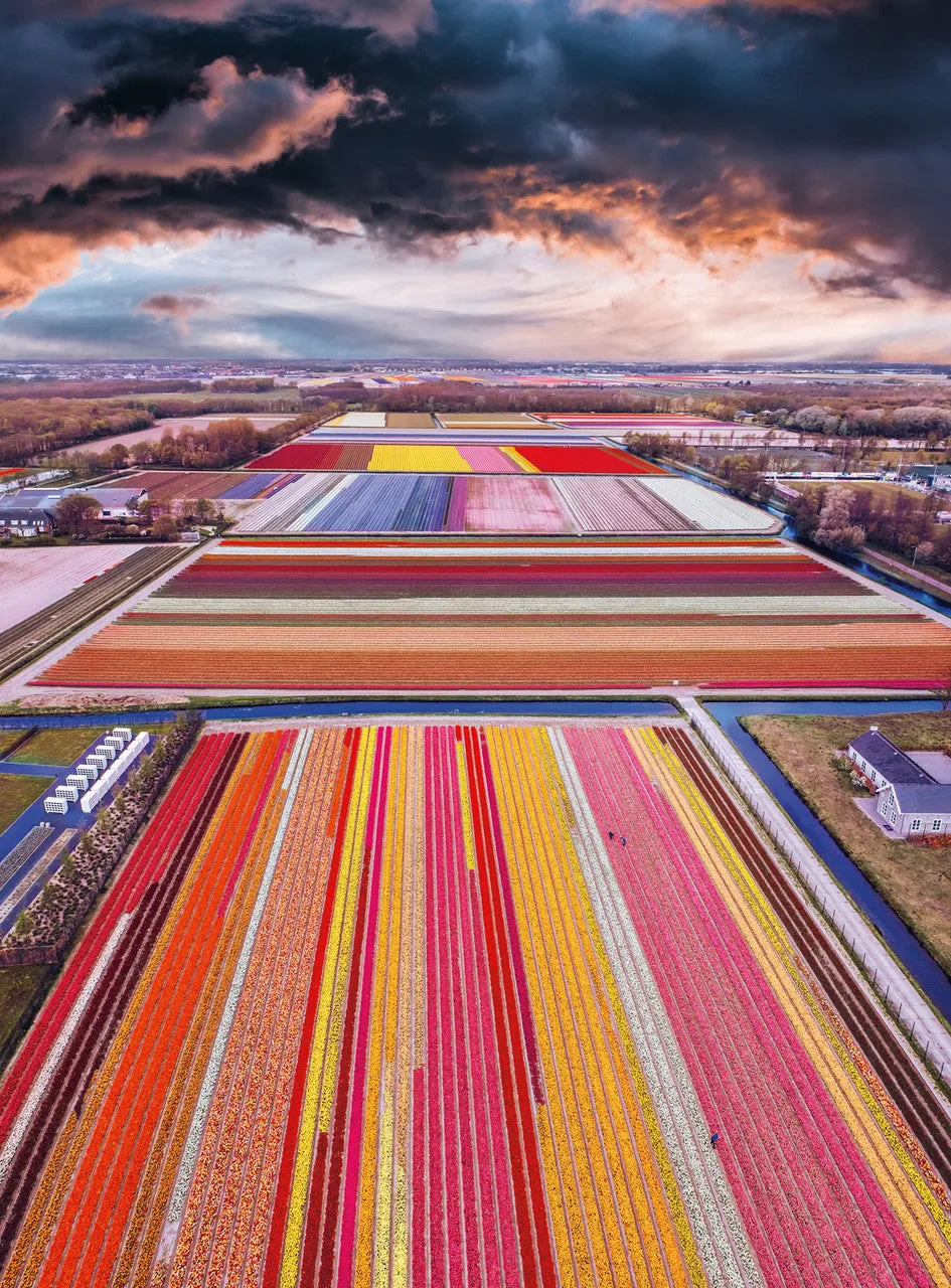 Buffalo Games Blanc Infinity Fields of the Netherlands 1000 puslespil Holland