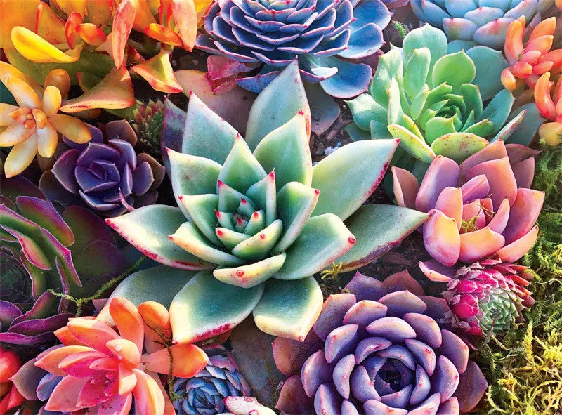 Buffalo Games Simple Succulent puslespil 1000 brikker blomst