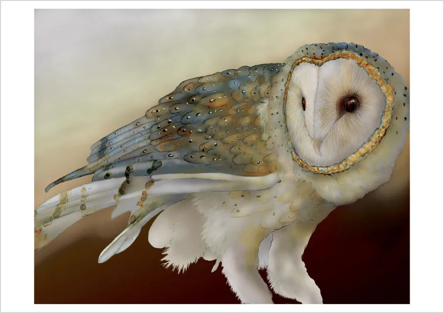 Pomegranate Barn Owls kortæske 20 brevkort uglemotiv