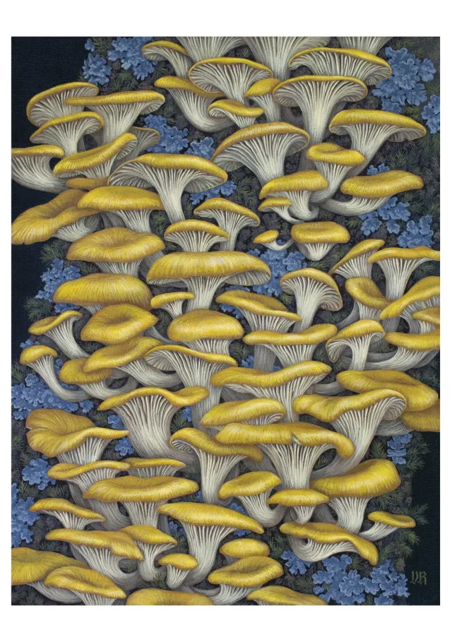 Pomegranate Vasilisa Romanenko Yellow Oyster Mushrooms kort enkelt
