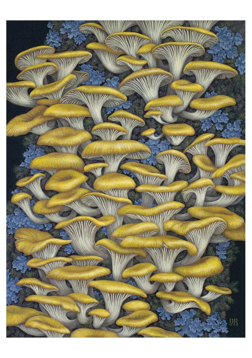 Pomegranate Vasilisa Romanenko Yellow Oyster Mushrooms kort enkelt