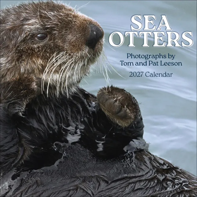 Pomegranate Sea Otters 2027 vægkalender havoddere