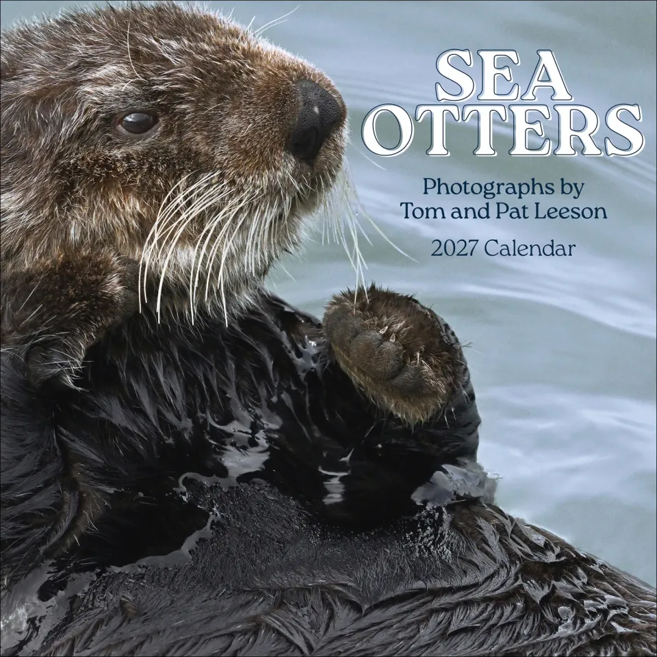 Pomegranate Sea Otters 2027 vægkalender havoddere