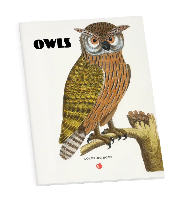 Pomegranate Owls malebog med ugler til voksne