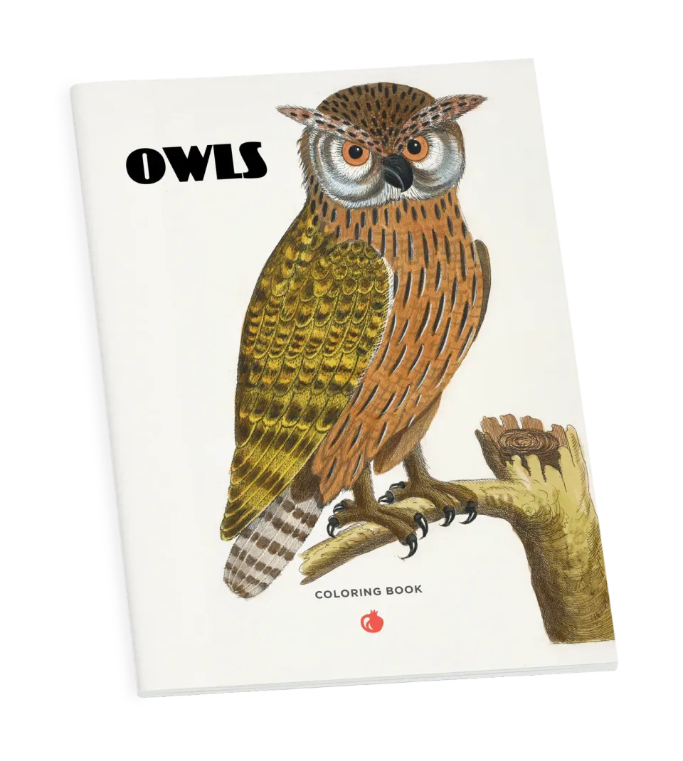Pomegranate Owls malebog med ugler til voksne