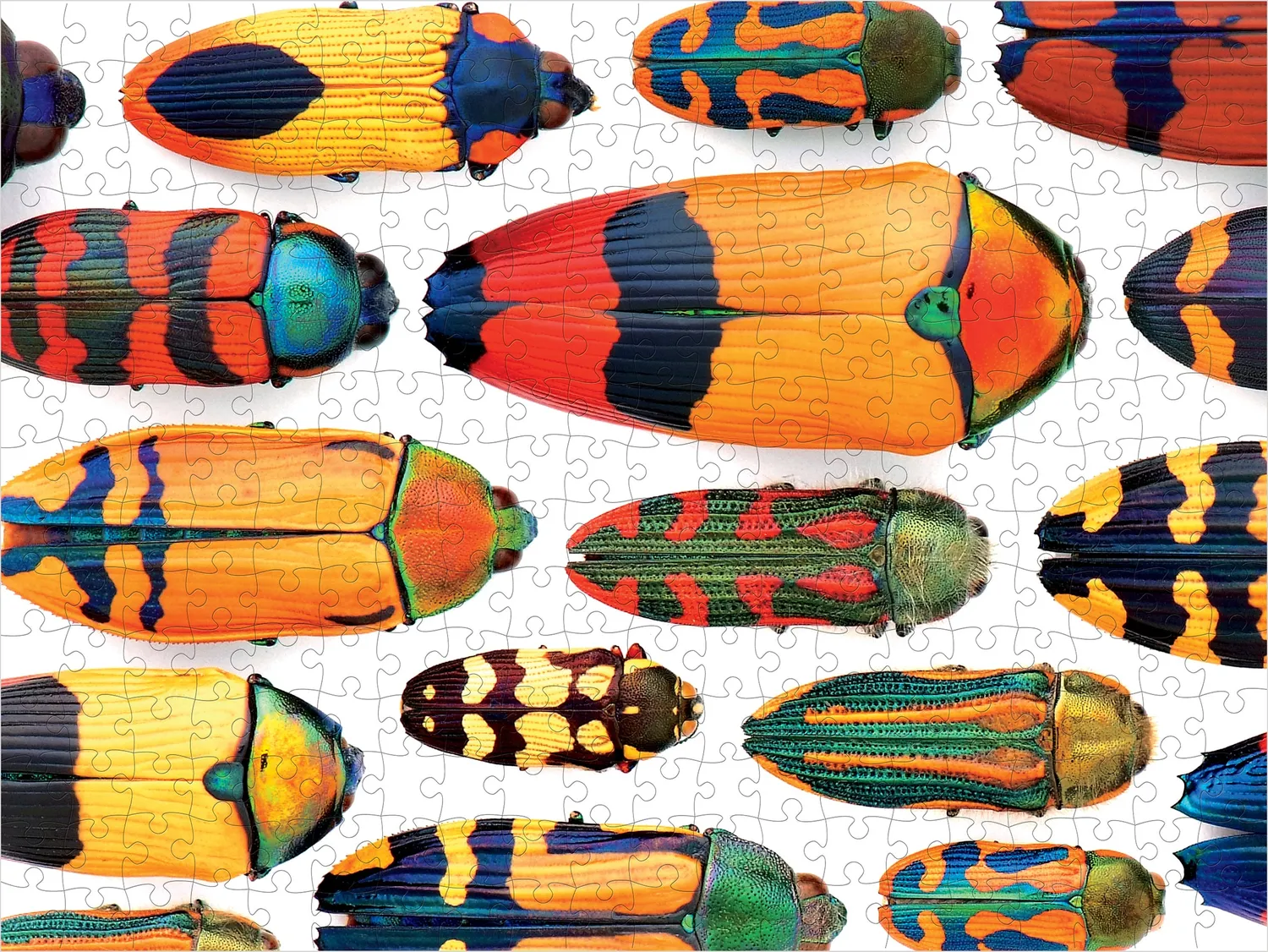 Pomegranate Christopher Marley Beautiful Beetles puslespil 300 brikker