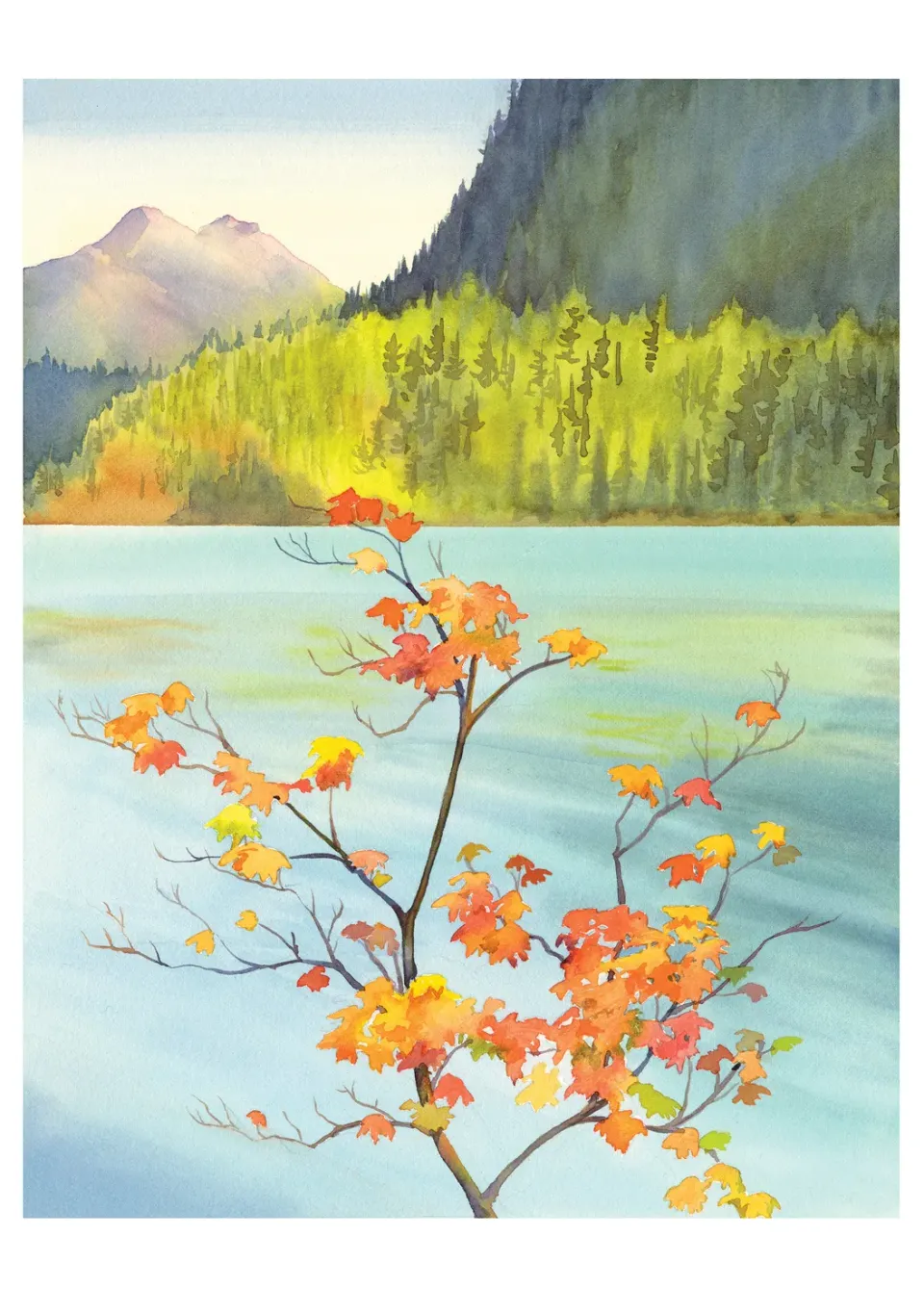 Pomegranate Molly Hashimoto Vine Maple kort enkelt natur
