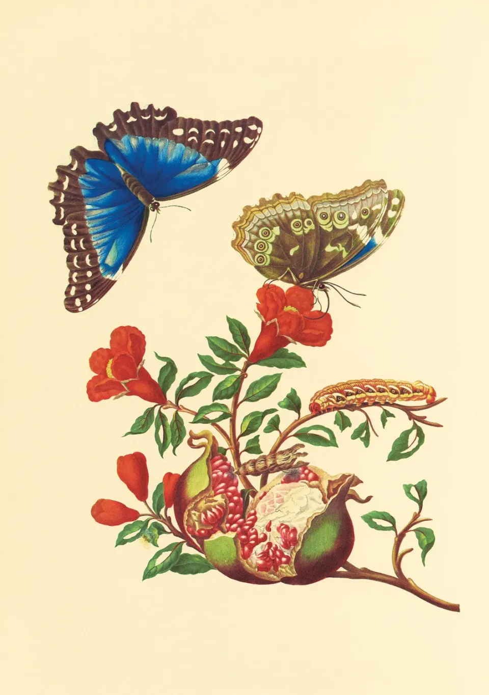 Pomegranate Merian Granatæble brevkort sommerfugl