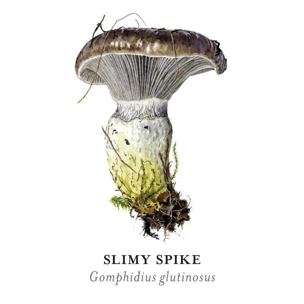 Pomegranate Mushrooms Viazmensky huskespil 36 par svampe