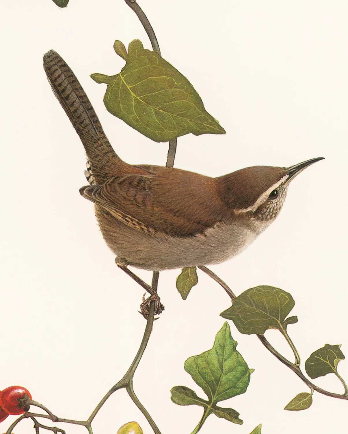 Pomegranate J. Fenwick Lansdowne Bewick's Wren bogmærke fugl