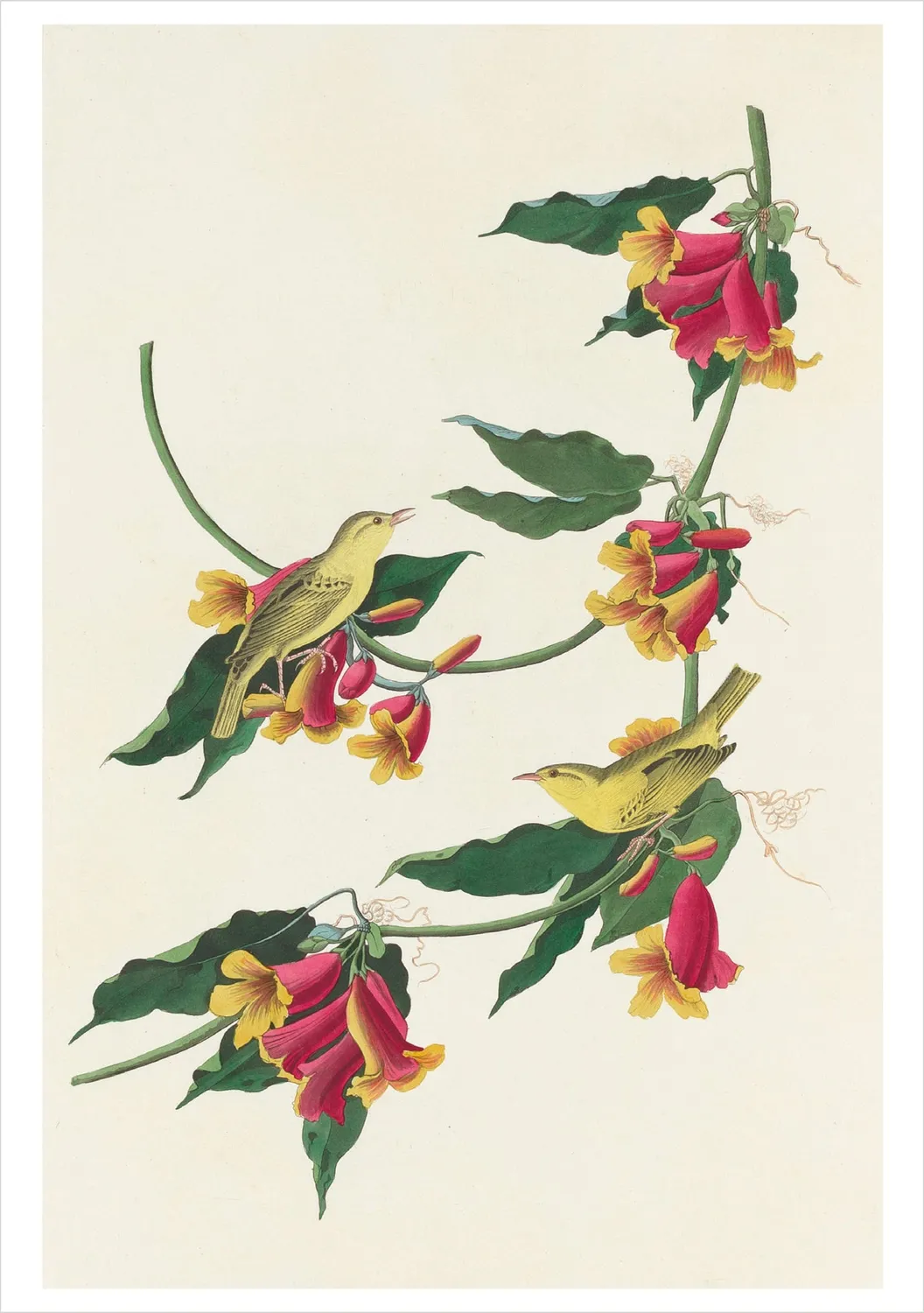 Pomegranate Audubon Songbirds kortæske 20 kort fugle