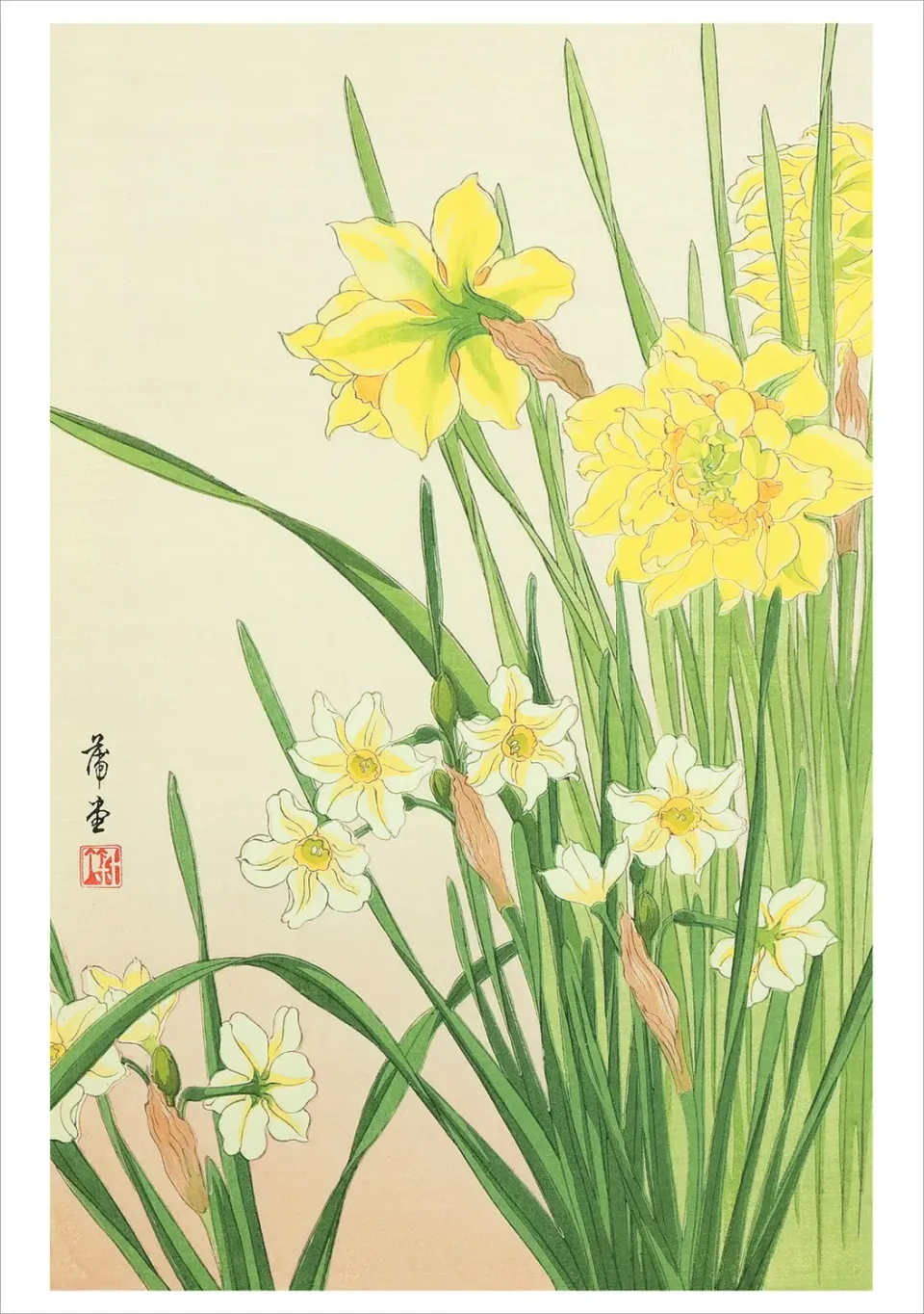 Pomegranate Nishimura Hodō Narcissus fødselsdagskort blomst