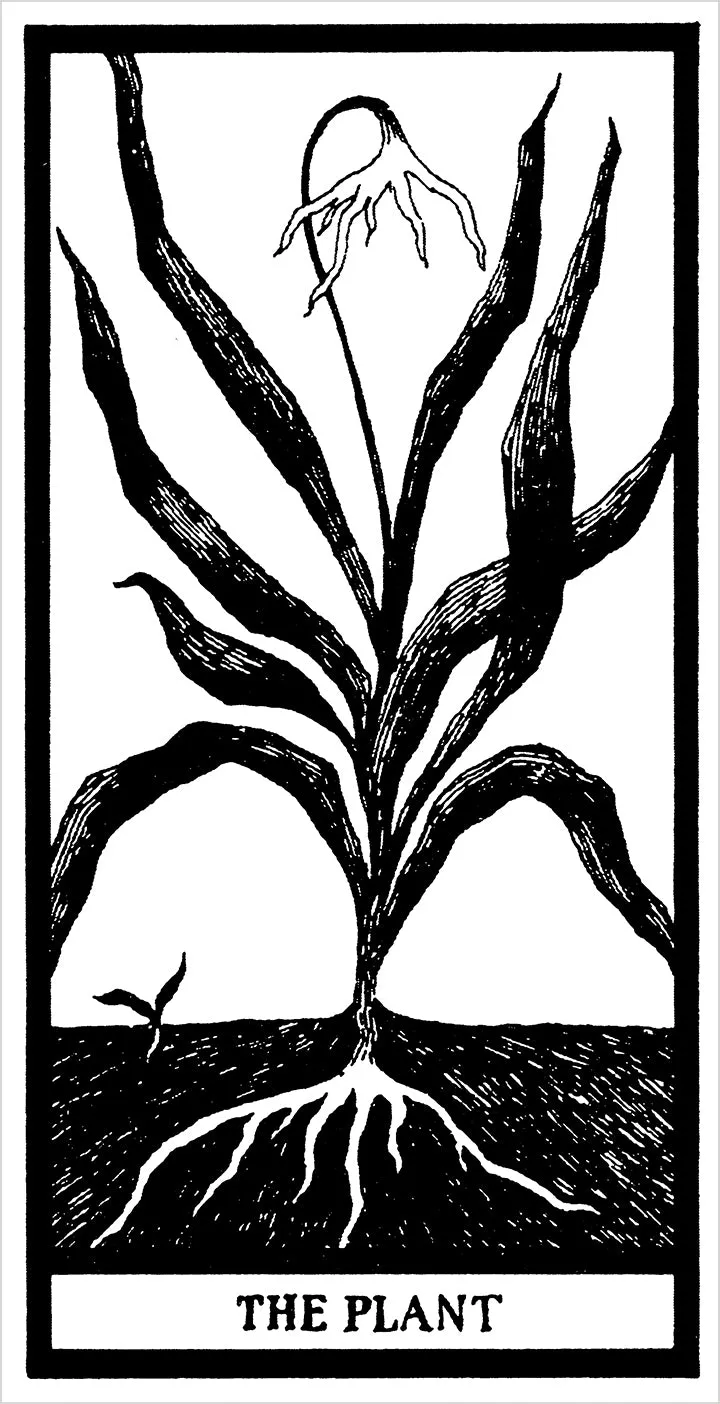 Pomegranate The Fantod Pack tarotkort Edward Gorey humor
