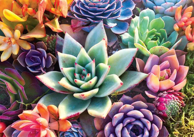 Buffalo Games Simple Succulents puslespil 300 store brikker