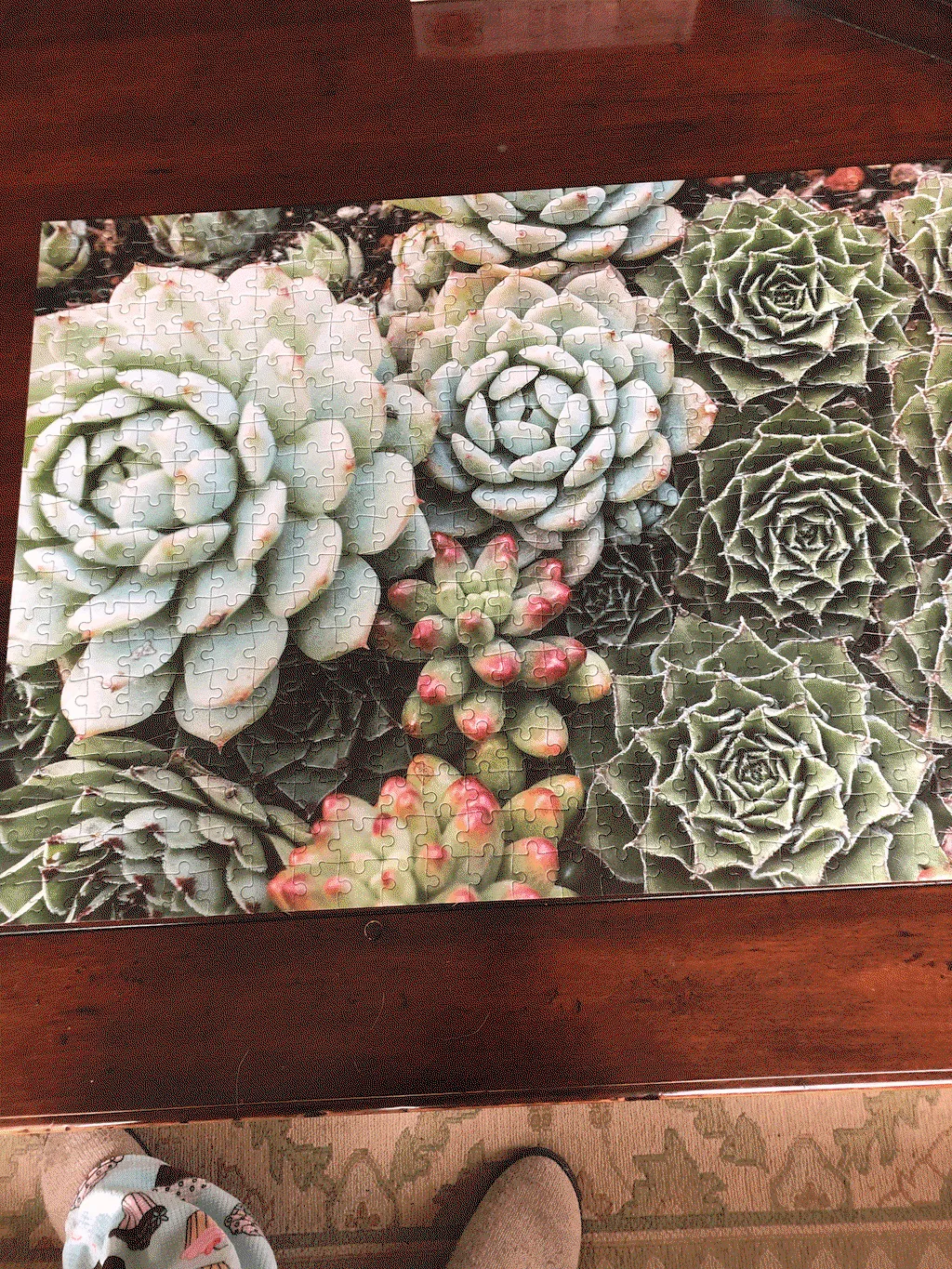 Galison Succulent Garden 500 puslespil dobbeltsidet 500 brikker