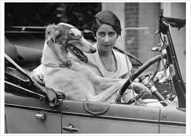 Pomegranate Taking the Wheel postkort hund humor