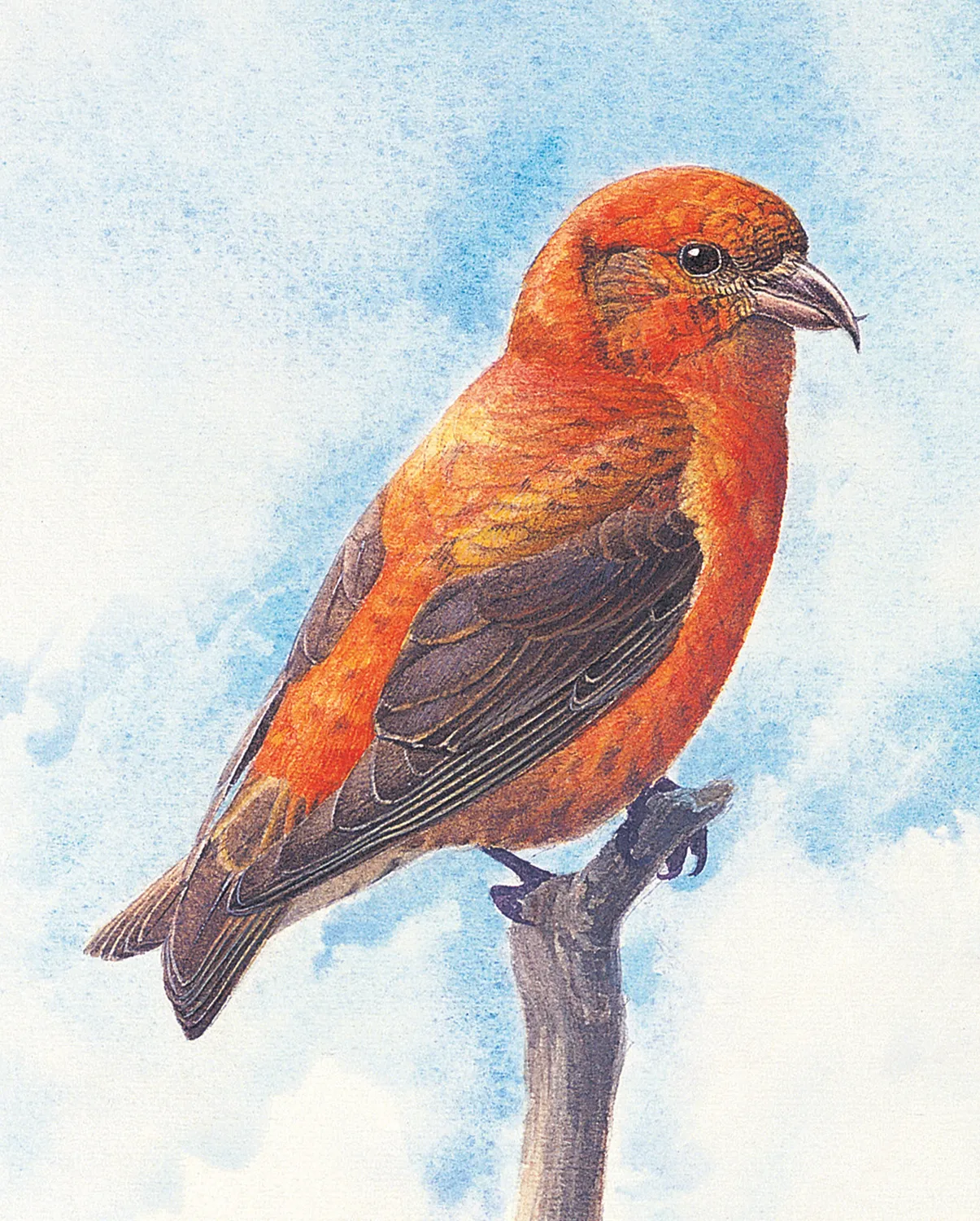 Pomegranate J. Fenwick Lansdowne Red Crossbill bogmærke fugl