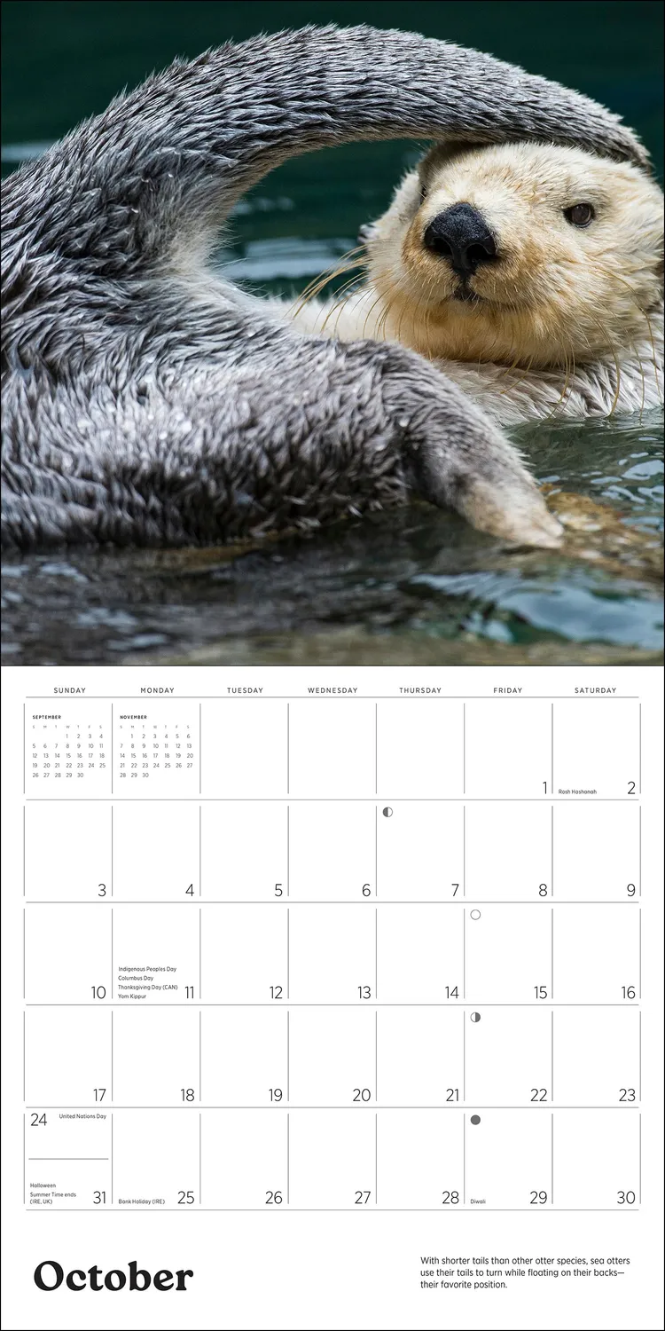 Pomegranate Sea Otters 2027 vægkalender havoddere