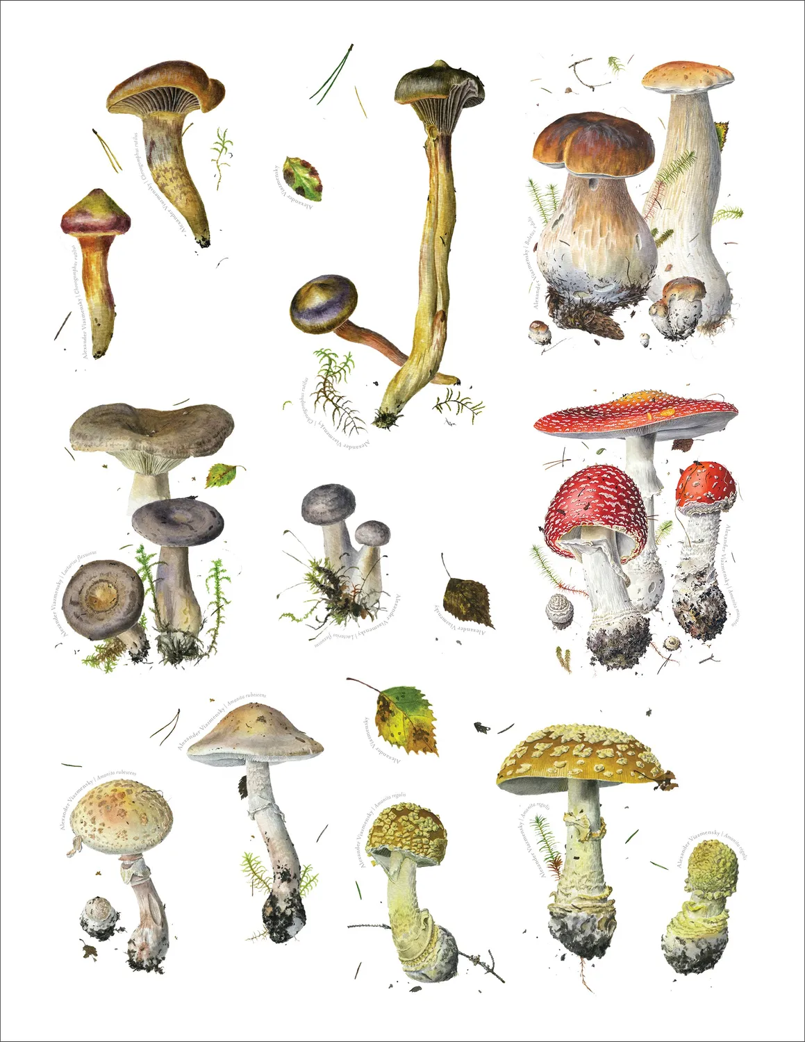 Pomegranate Alexander Viazmensky Mushrooms klistermærkebog svampe