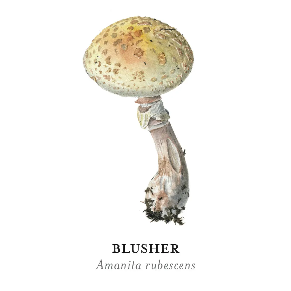 Pomegranate Mushrooms Viazmensky huskespil 36 par svampe