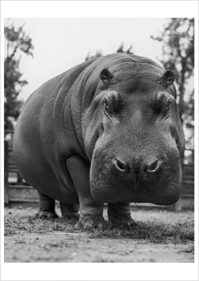 Pomegranate Yard Hippo postkort dyr humor
