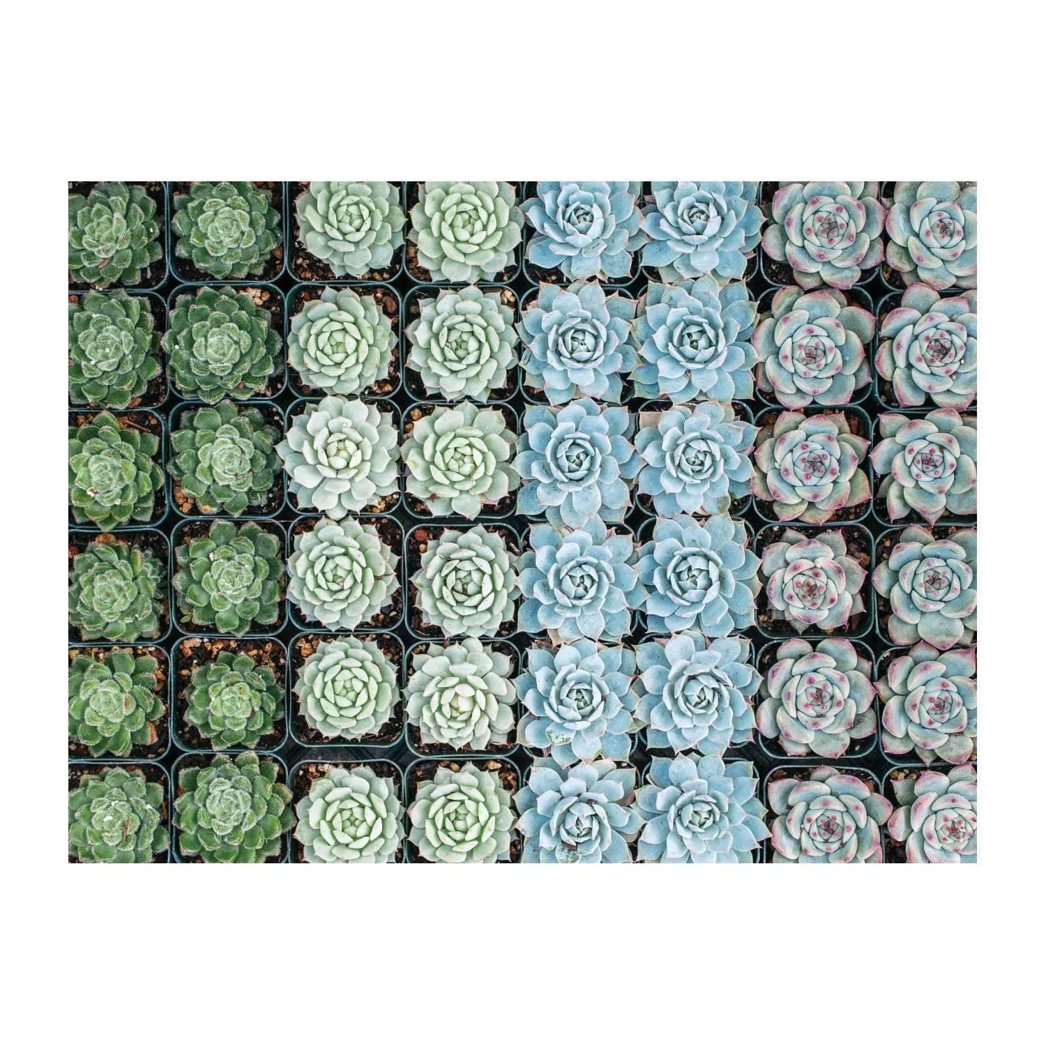 Galison Succulent Garden 500 puslespil dobbeltsidet 500 brikker