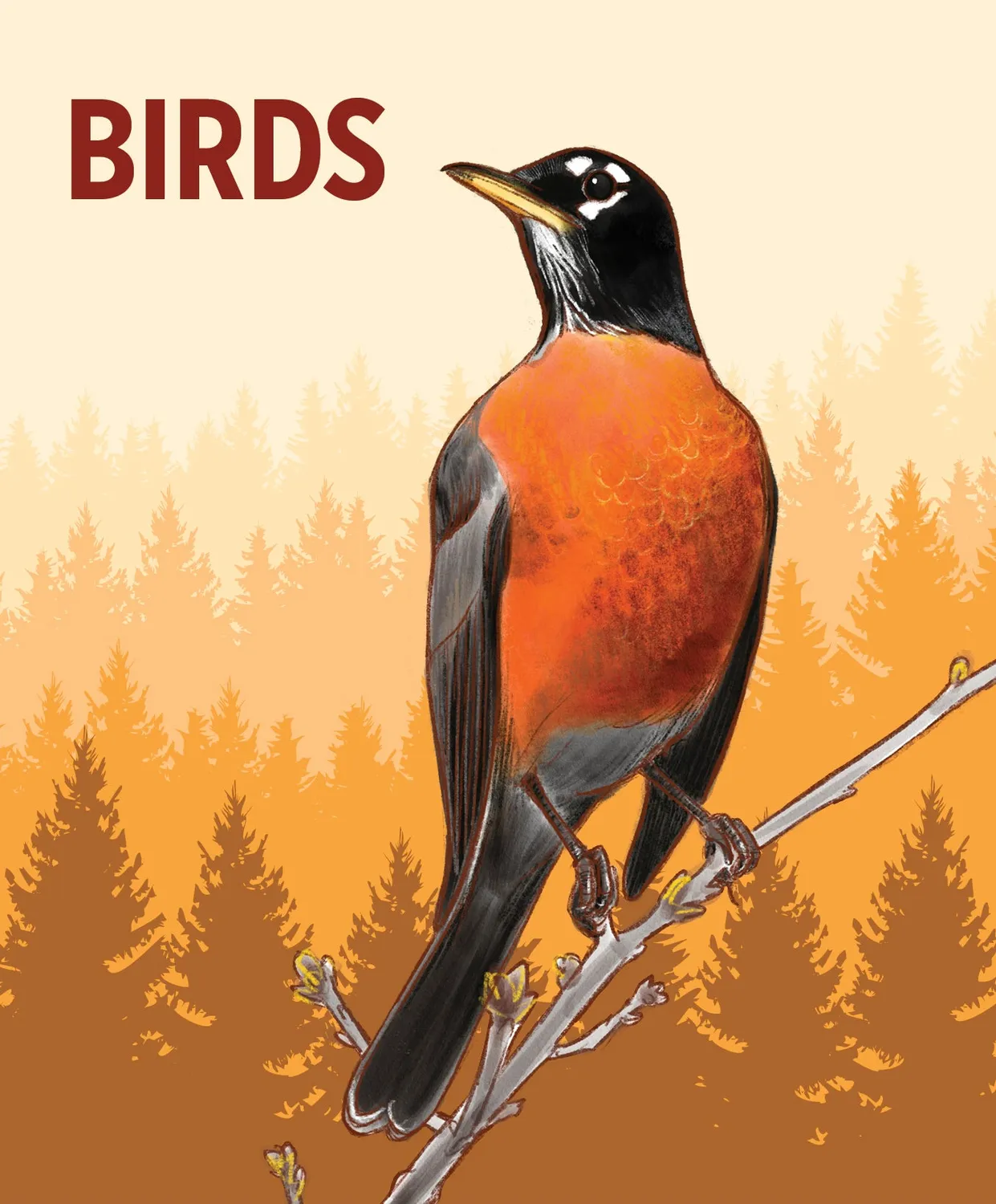 Pomegranate Knowledge Cards Birds videnskort 48 kort