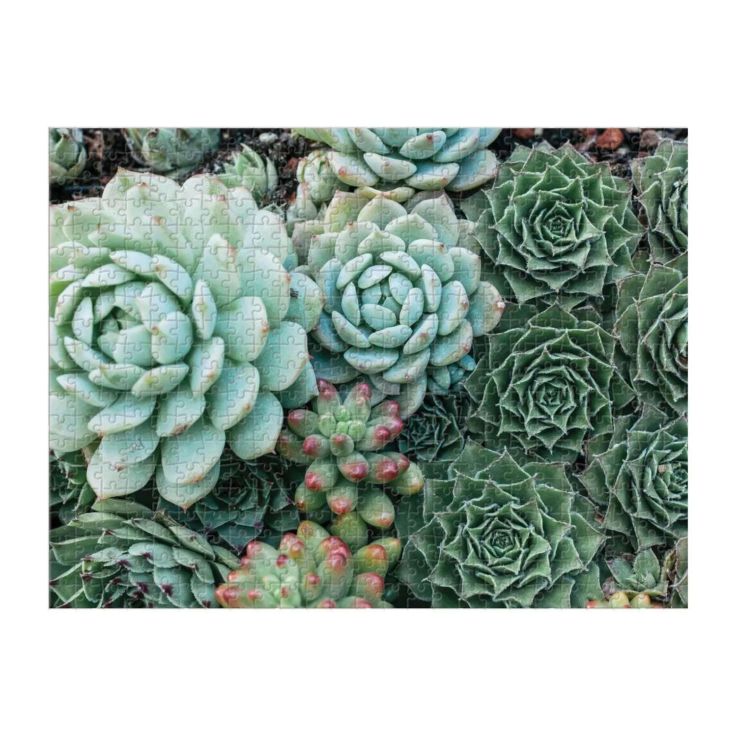 Galison Succulent Garden 500 puslespil dobbeltsidet 500 brikker