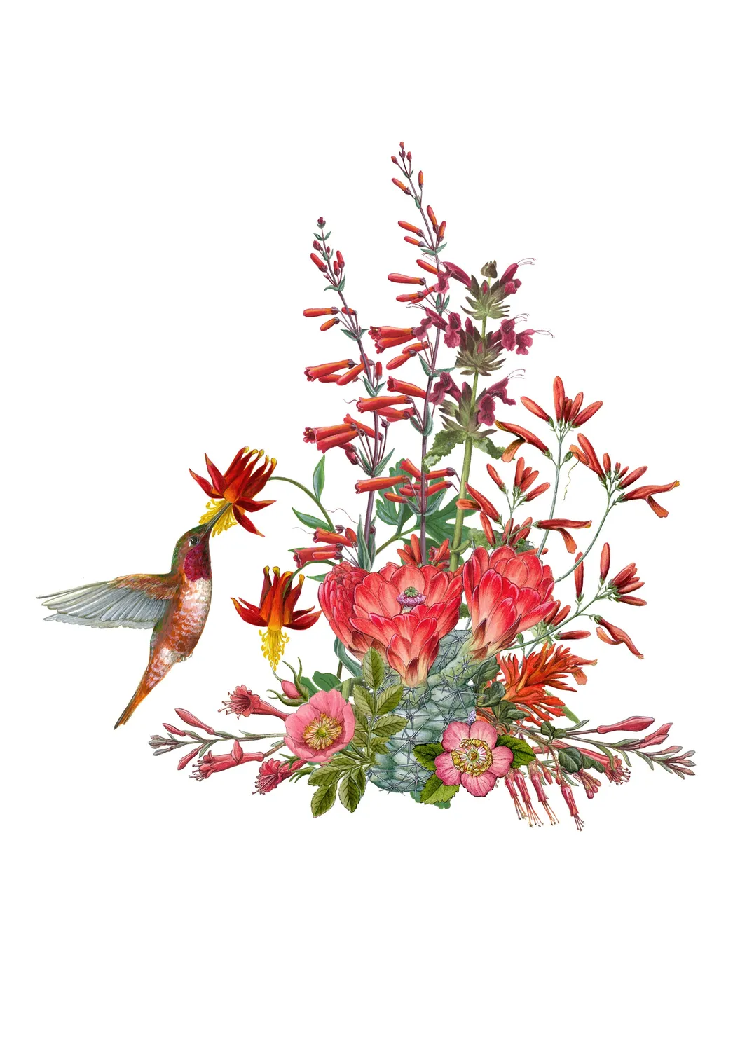 Pomegranate Erin E Hunter Pollinators kortæske 20 stk blomster